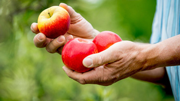 Ein Mann hält drei Äpfel der Sorte Deichperle in seinen Händen
