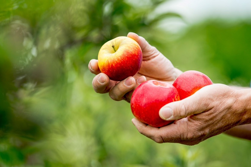 Ein Mann hält drei Äpfel der Sorte Deichperle in den Händen.