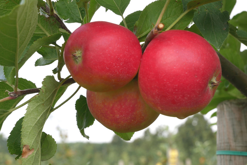 Früchte der allergikerfreundlichen Apfelsorte 'ZIN 168'. Foto: Hochschule Osnabrück