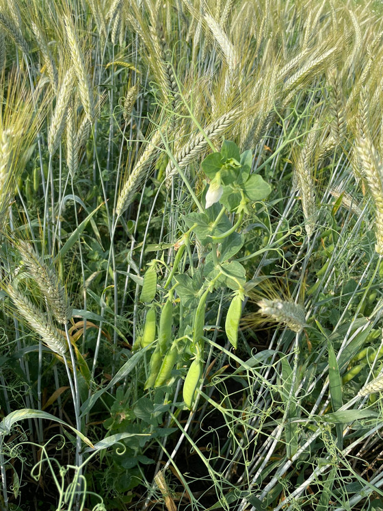 Koernererbse_in_Triticale