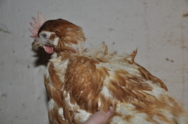 3 - Federpicken - Gefiederschäden im Hals- und Rückenbereich 3 - Federpicken - Gefiederschäden im Hals- und Rückenbereich
