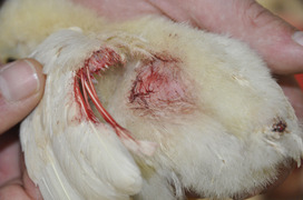 8 - Federpicken und Kannibalismus bei Küken - Tiere sind ca. 2 Wochen alt 8 - Federpicken und Kannibalismus bei Küken - Tiere sind ca. 2 Wochen alt