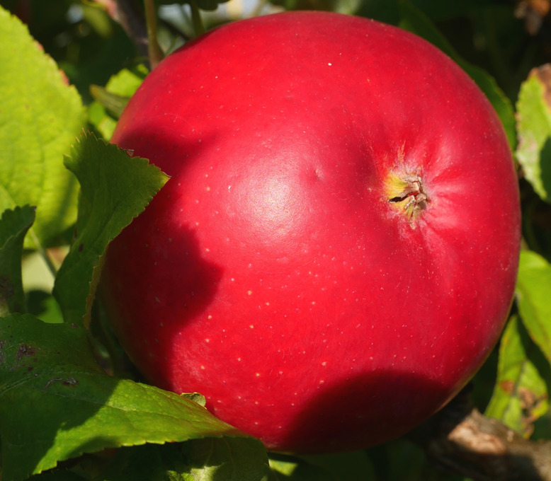 Bild der Frucht Sorte ZIN 168 