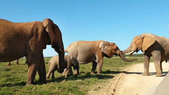 Das Bild von Svenja Möller zeigt eine Elefantenherde in Südafrika