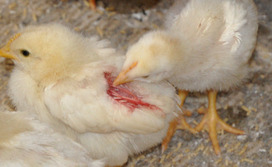 9 - Federpicken und Kannibalismus bei Küken - Tiere sind ca. 2 Wochen alt 9 - Federpicken und Kannibalismus bei Küken - Tiere sind ca. 2 Wochen alt