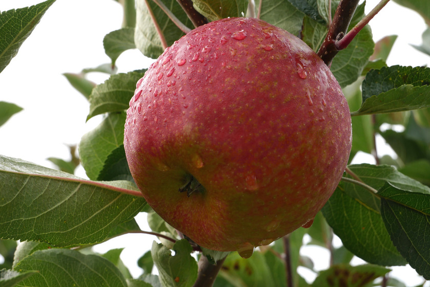 Bild der Frucht Sorte ZIN 186 