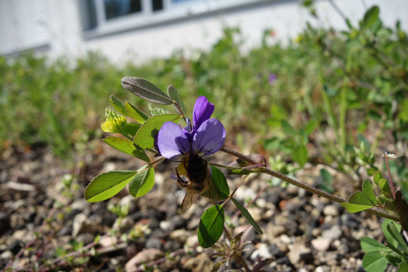 Viola tricolor (Wildes Stiefmütterchen)