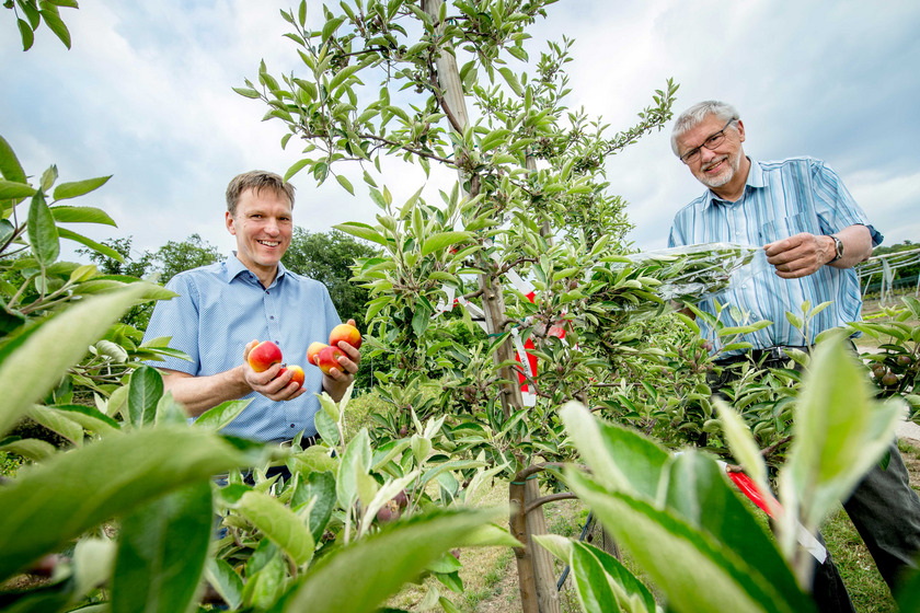 Prof. Dr. Ulrich Enneking und Prof. Dr. Werner Dierend stehen am Apfelbaum der neuen Sorte Deichperle.