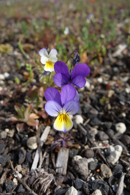 Viola tricolor (Wildes Stiefmütterchen)