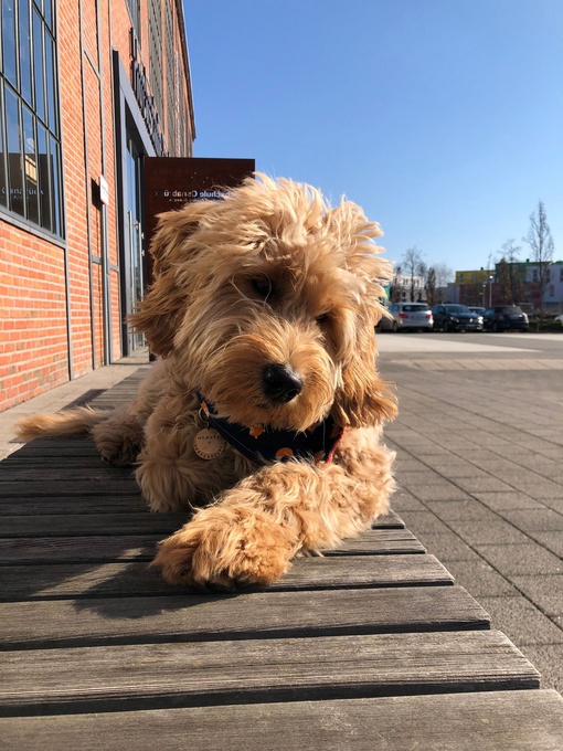 Goldeldoodle Winnie auf einer Bank vor dem Campus.