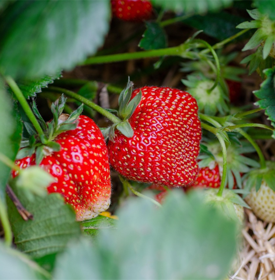 Erdbeeren