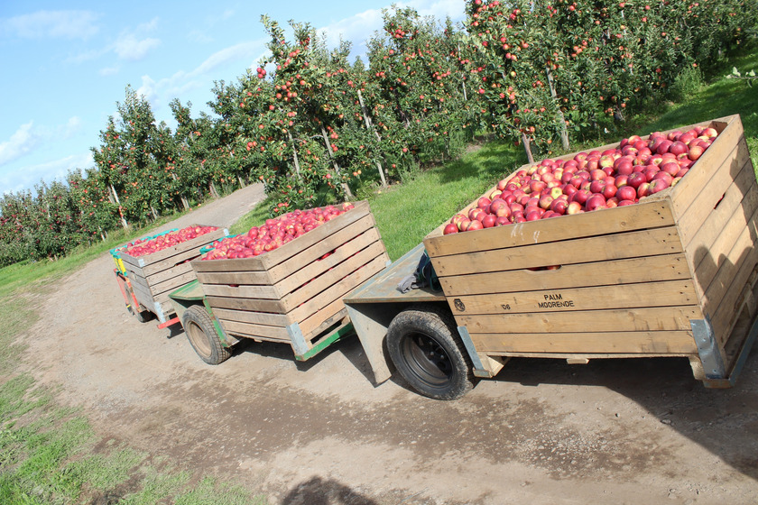 Das Bild zeigt einen Ernteschlepper beladen mit knallroten Äpfeln auf einer Apfelplantage.