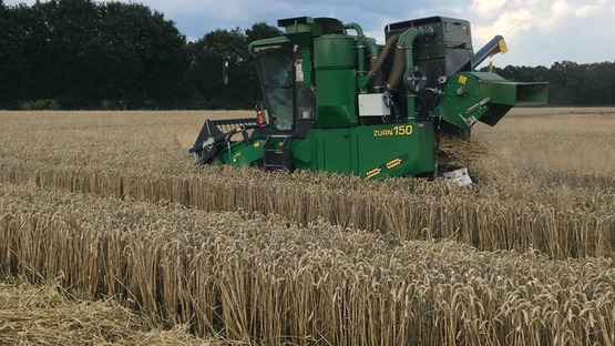 Der Parzellendrescher erntet den Weizen als Kerndrusch auf einer Breite von 1,5 m.