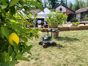 Kleiner Roboter auf dem Feld. Im Vordergrund ist ein Zitronenbaum.