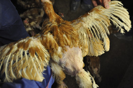 6 - Federpicken - Gefiederschäden am Rücken, Flügel und Stoß 6 - Federpicken - Gefiederschäden am Rücken, Flügel und Stoß