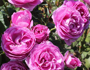 Prämierte Rosen für jeden Garten – Die ADR-Rosenprüfung in Osnabrück