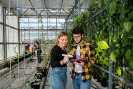 Am Campus Haste gibt es mherere Gewächshäuser und eine moderne Indoorfarm. Zwei Studierende messen Pflanzenwerte in einem Gewächshaus.