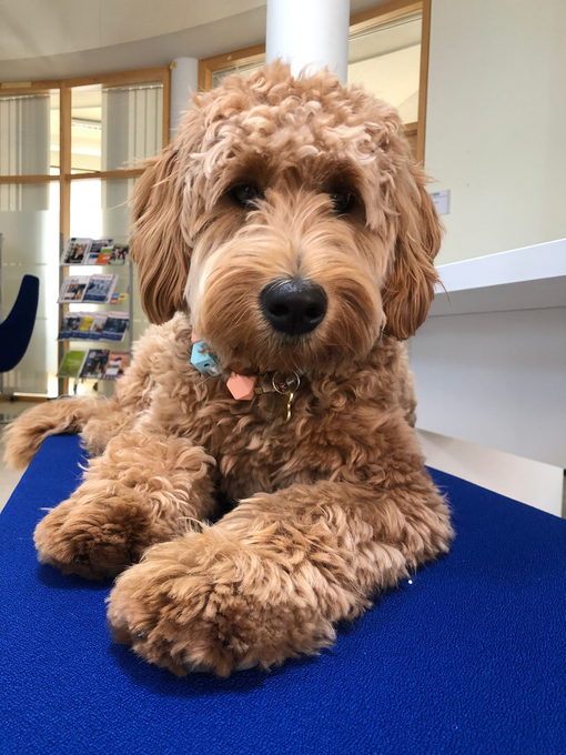 Winnie entspannt auf einer Bank im Foyer.