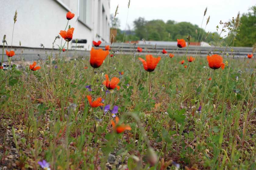 Papaver argemone (Sand-Mohn)