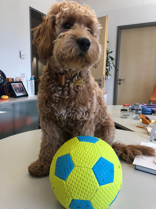 Winnie im Büro mit einem Ball. 