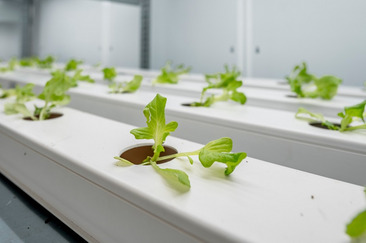 Nahaufnahme einer Pflanzrinne aus Kunststoff mit Salatsetzlingen