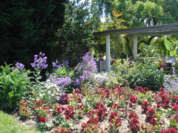 Sommerlicher Wechselflor neben der Pergola mit "Hängender Hütte" im Staudengarten