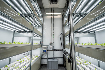Indoorfarm mit Salatsetzlingen